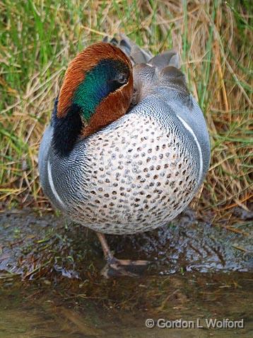 Duck At Rest_41945.jpg - American Green-winged Teal (Anas crecca)Photographed along the Gulf coast on Mustang Island in Port Aransas, Texas, USA.